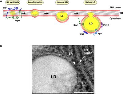 A Unique Junctional Interface at Contact Sites Between the Endoplasmic Reticulum and Lipid Droplets